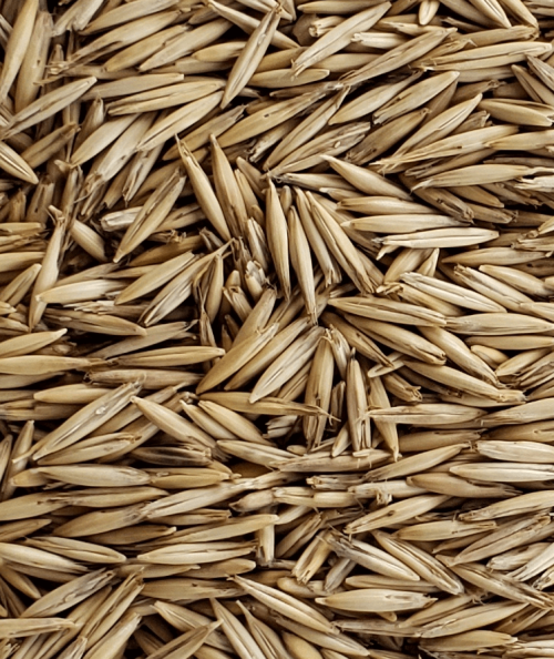 AVEIA-PRETA-FORRAGEIRA-IAPAR61