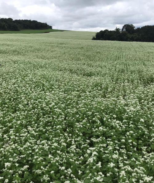 TRIGO-MOURISCO-IPR91-BAILI - 2