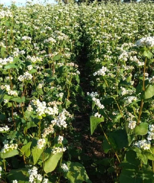 TRIGO-MOURISCO-IPR91-BAILI - 3