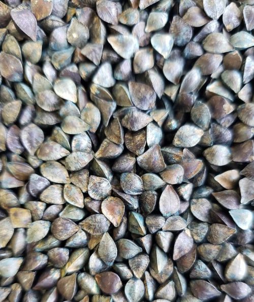 TRIGO-MOURISCO-IPR91-BAILI